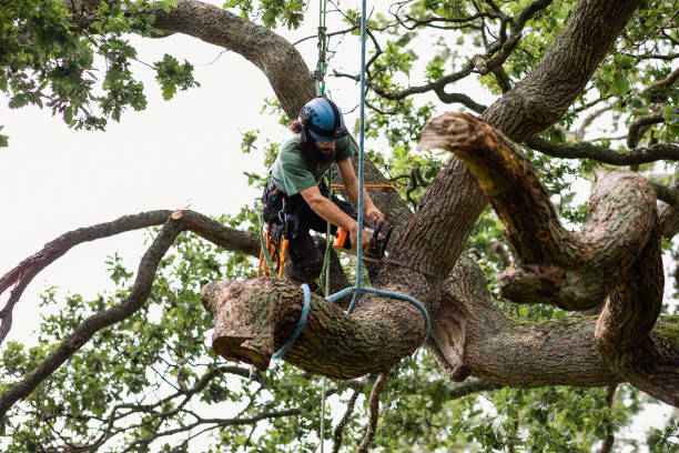 Best Stump Grinding and Removal  in Oakwood, GA