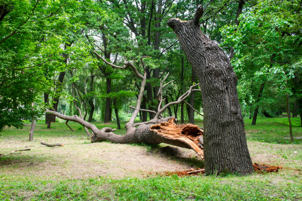 Best Emergency Tree Removal  in Oakwood, GA