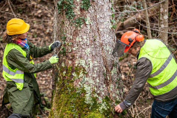 Trusted Oakwood, GA Tree Care Experts