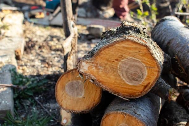 Best Tree Removal  in Oakwood, GA