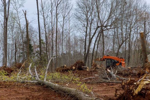  Oakwood, GA Tree Care Pros