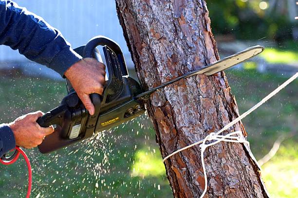 Best Firewood Processing and Delivery  in Oakwood, GA