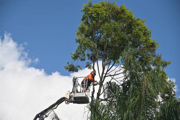 How Our Tree Care Process Works  in  Oakwood, GA