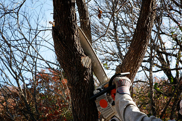 Best Tree Mulching  in Oakwood, GA