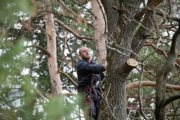 Best Storm Damage Tree Cleanup  in Oakwood, GA