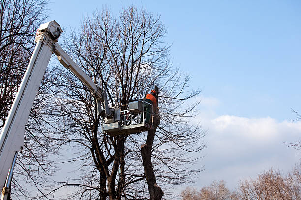 Best Tree Maintenance Programs  in Oakwood, GA